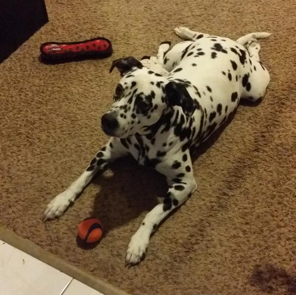 Toby - with his favorite toys